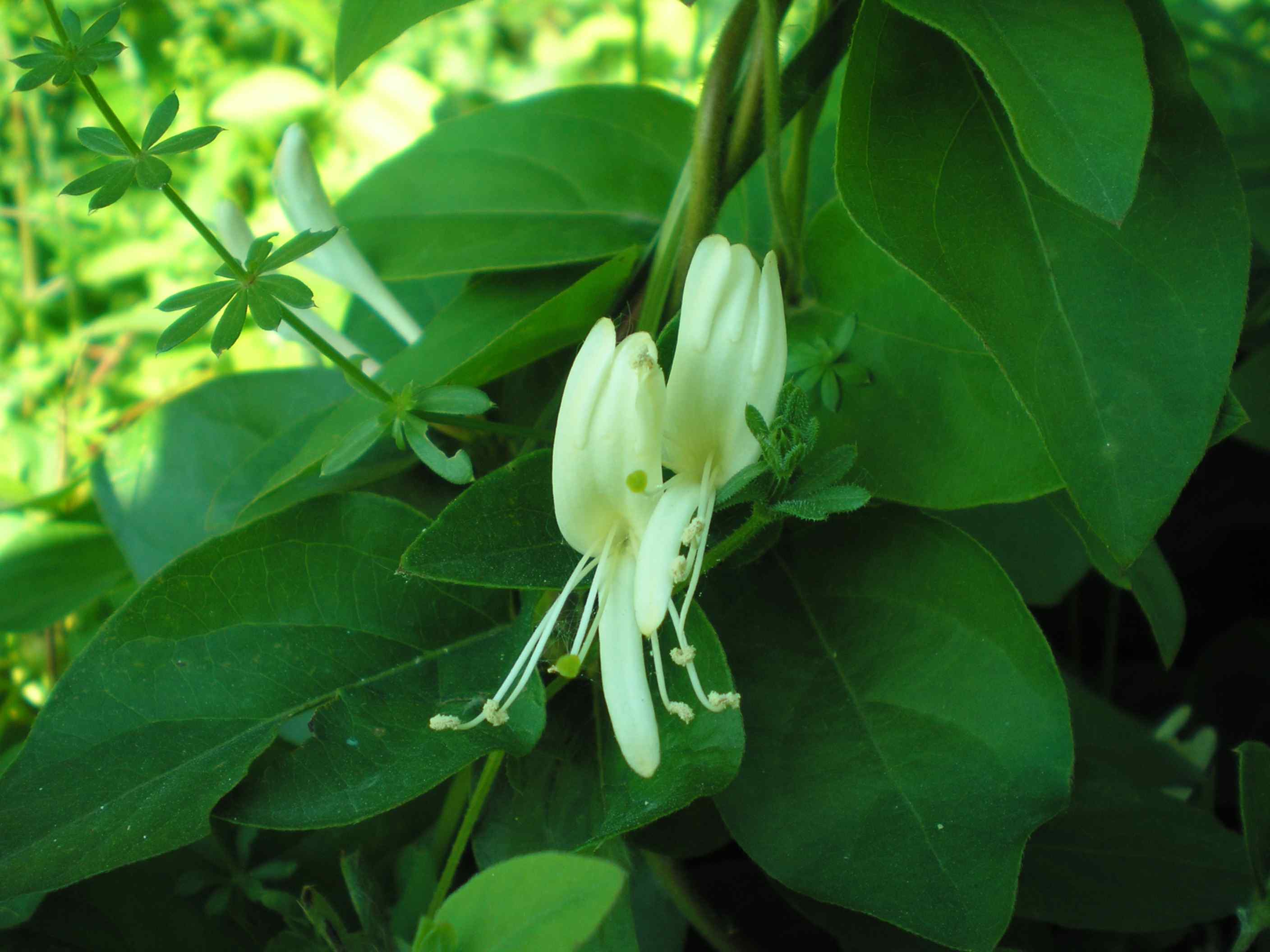 Che fiore ? -  Lonicera sp.